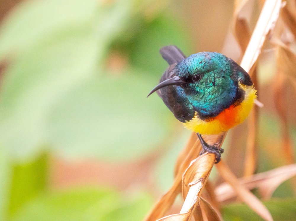 Photograph by Serge Melesan