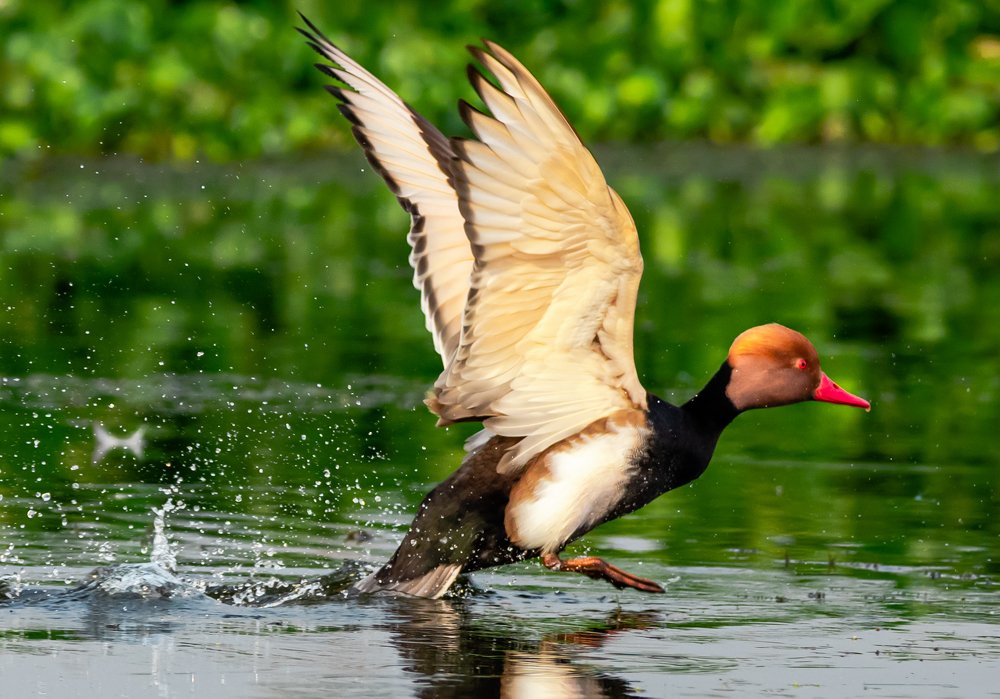 Photograph by Puja Dey