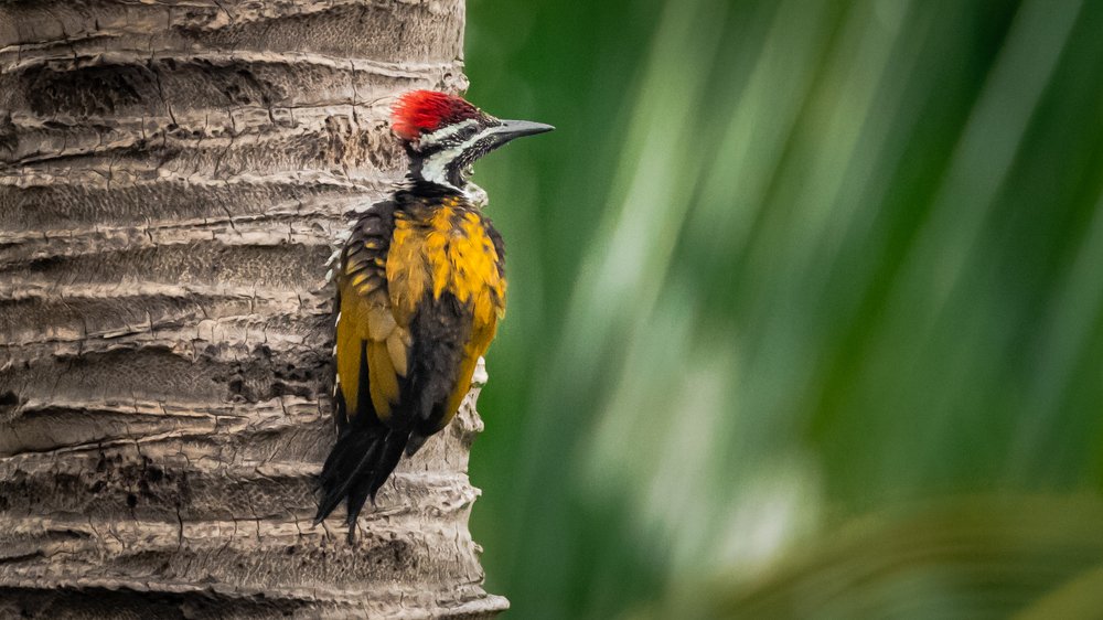 Greater Goldenback Woodpecker