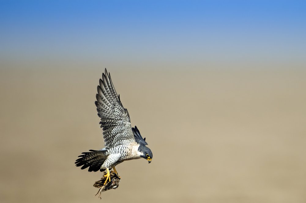 Photograph by Dilip Shah