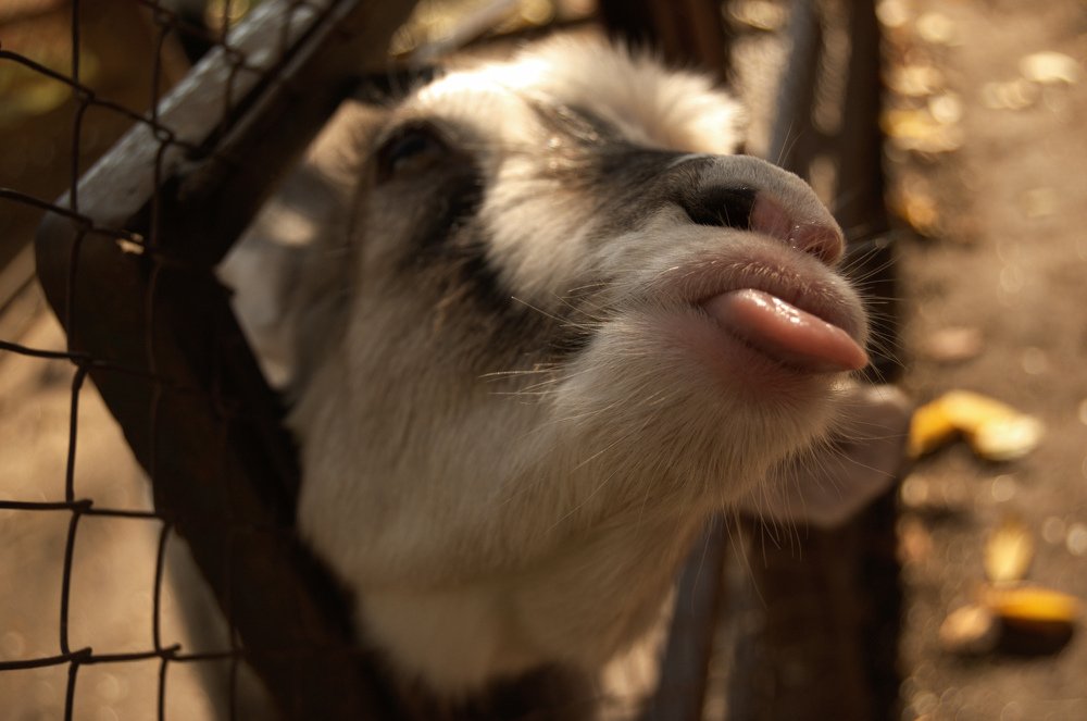 Козья морда