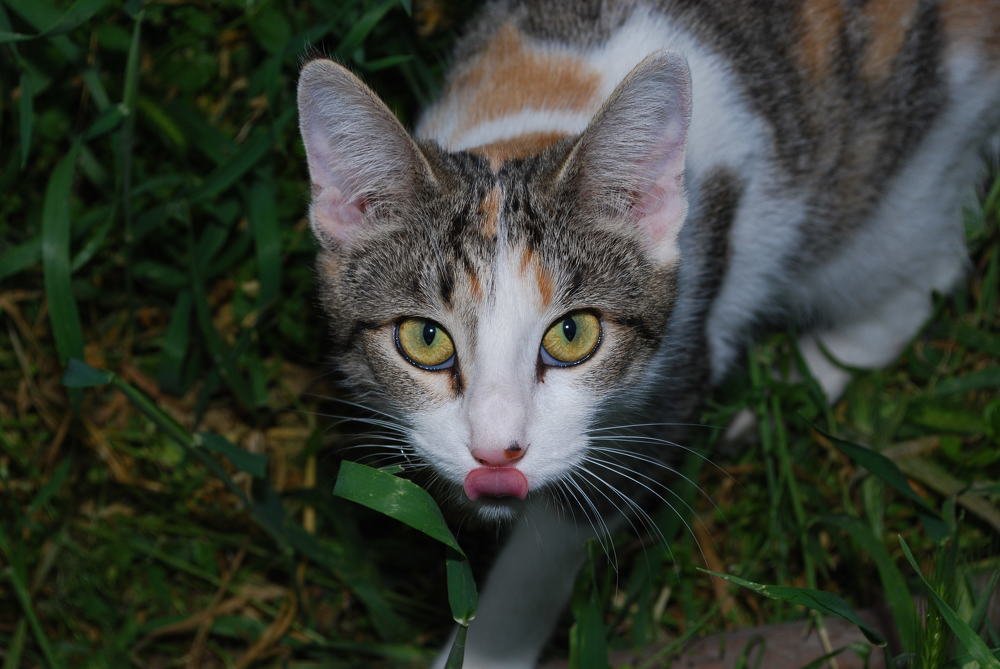 Фотография автора Red Woman