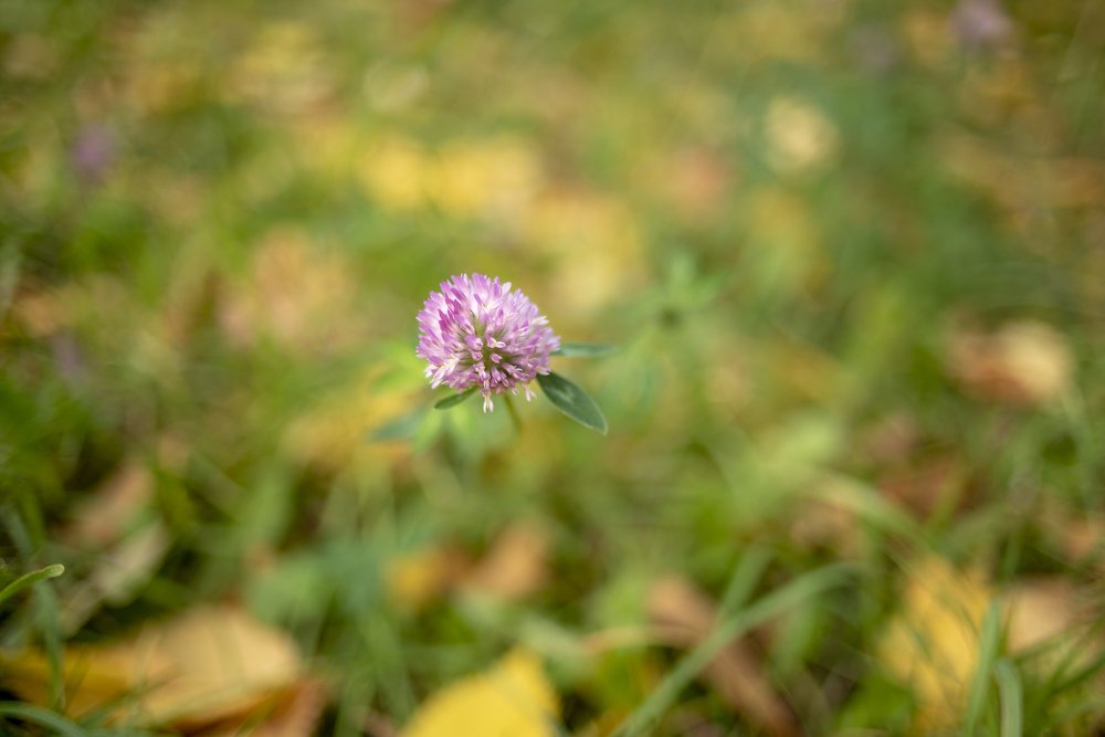 Осенний клевер