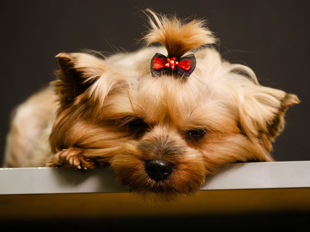 Photograph by Городничева Елена