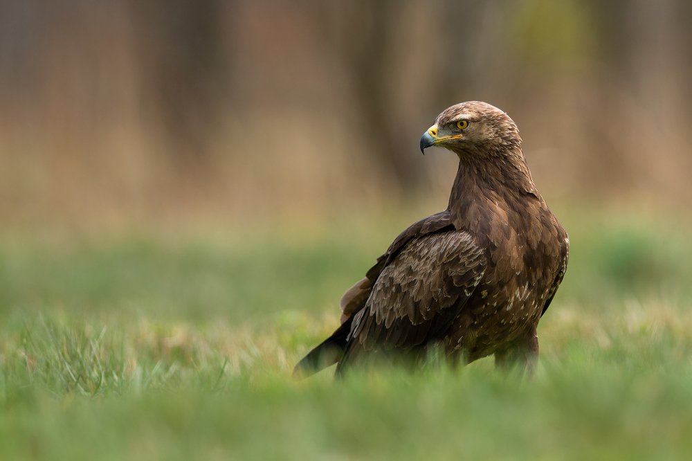 Photograph by Dariusz Dryl