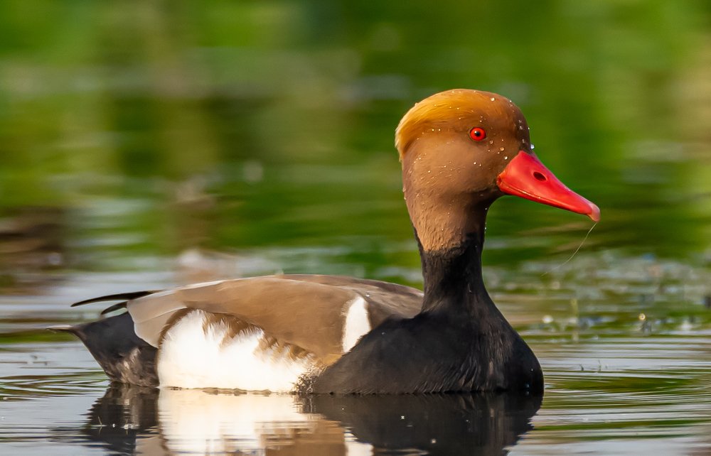 Photograph by Puja Dey