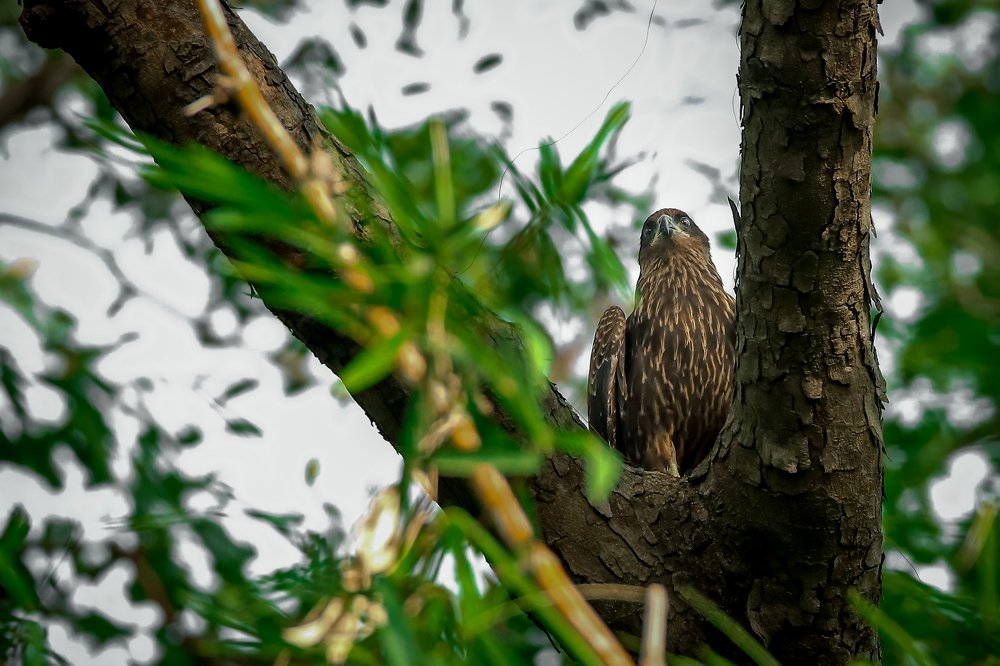 Photograph by Puja Dey