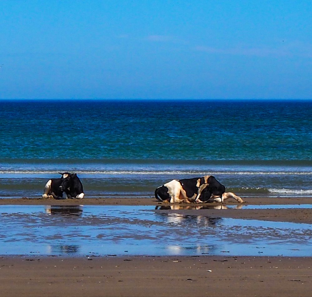 Фотография автора Olena Vorotyntseva