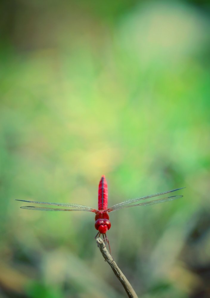 Photograph by Bepary Norullah
