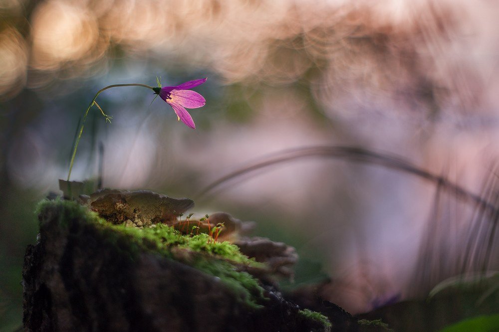 Photograph by Алексей Чистяков