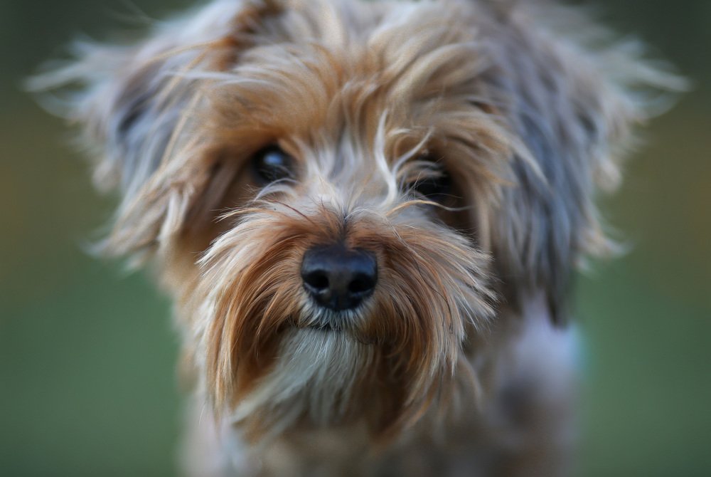 Photograph by Larisa Korsikova