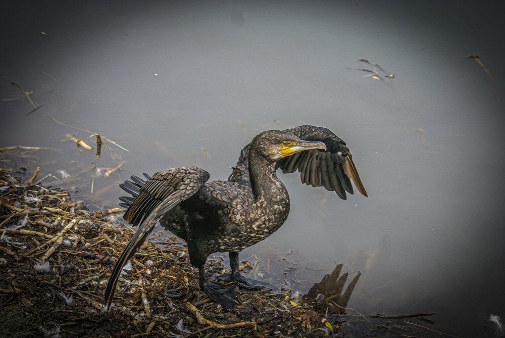 Photograph by Анжелика Гладкова