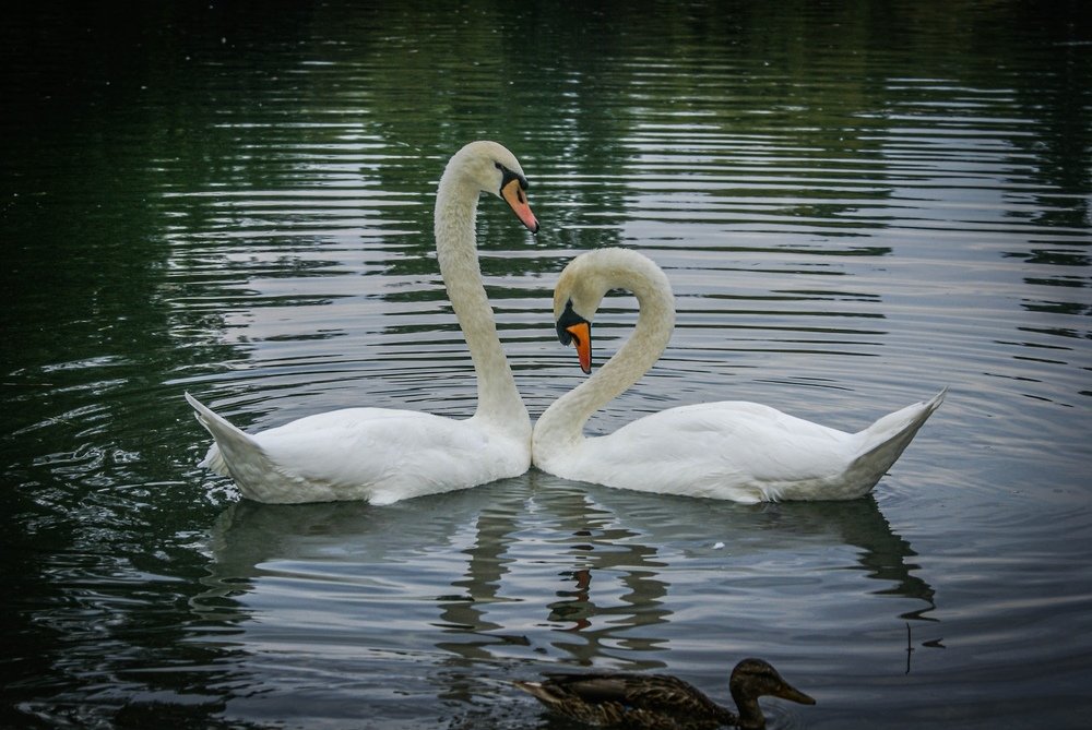 Photograph by Анжелика Гладкова