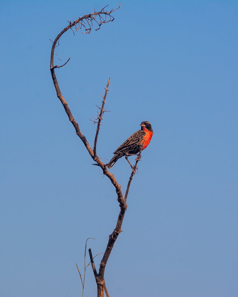 Photograph by Aparecido Donizete de Miranda