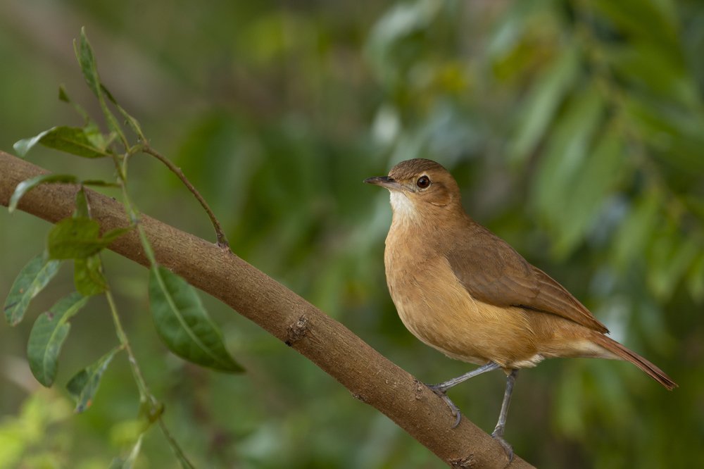 Photograph by Aparecido Donizete de Miranda