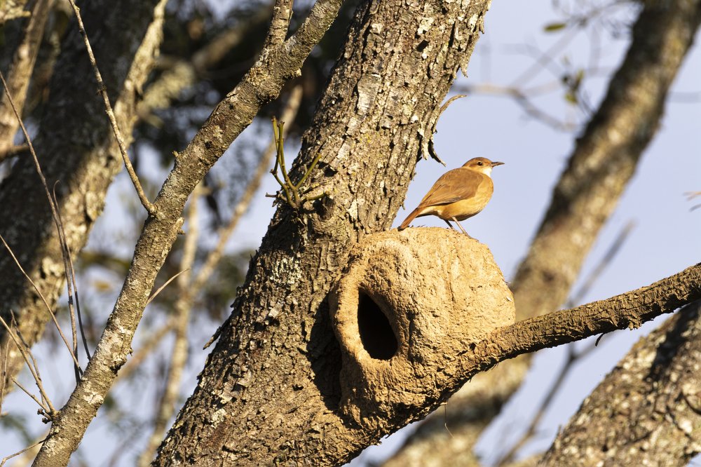 Photograph by Aparecido Donizete de Miranda