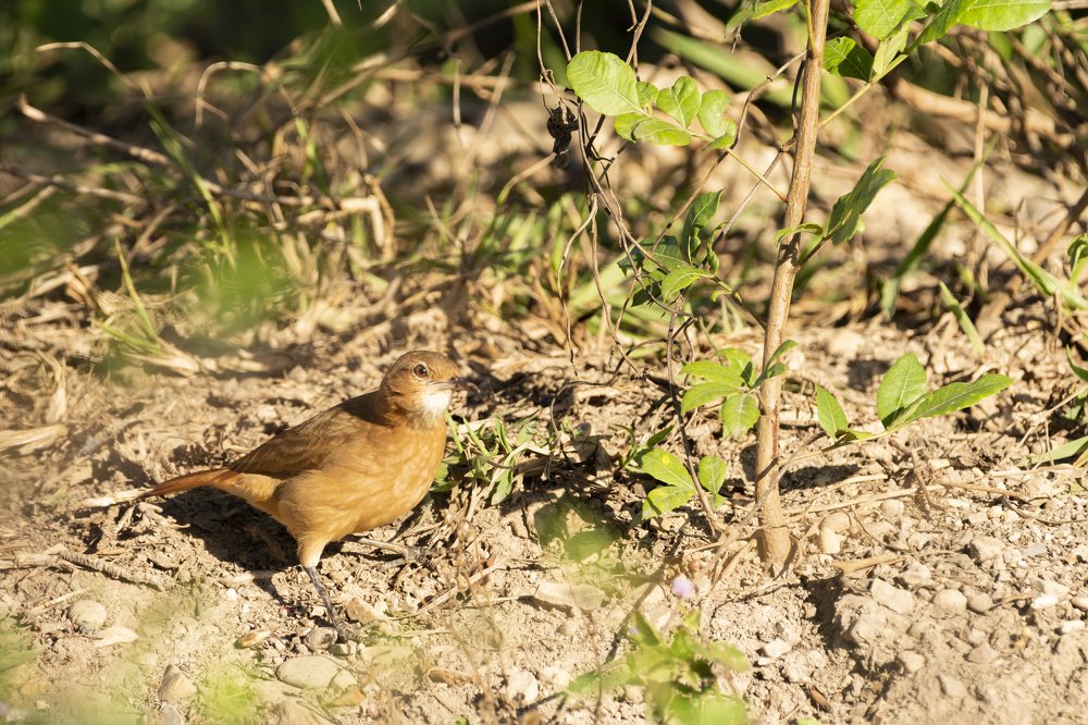 Photograph by Aparecido Donizete de Miranda