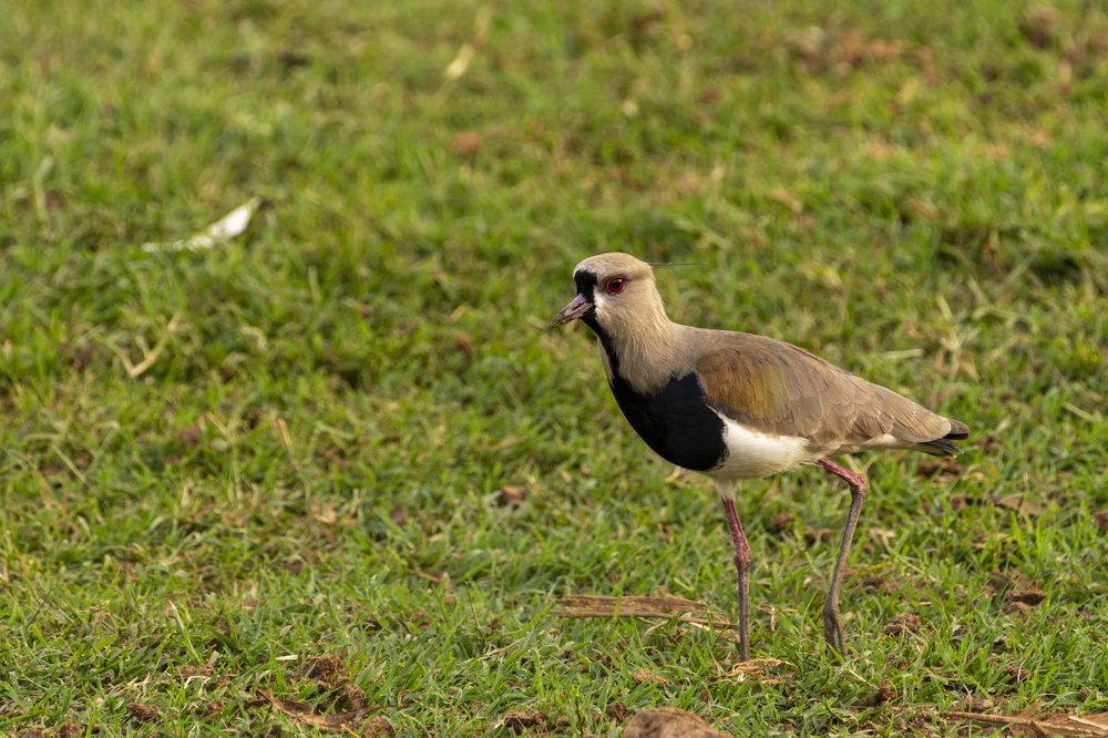 Photograph by Aparecido Donizete de Miranda