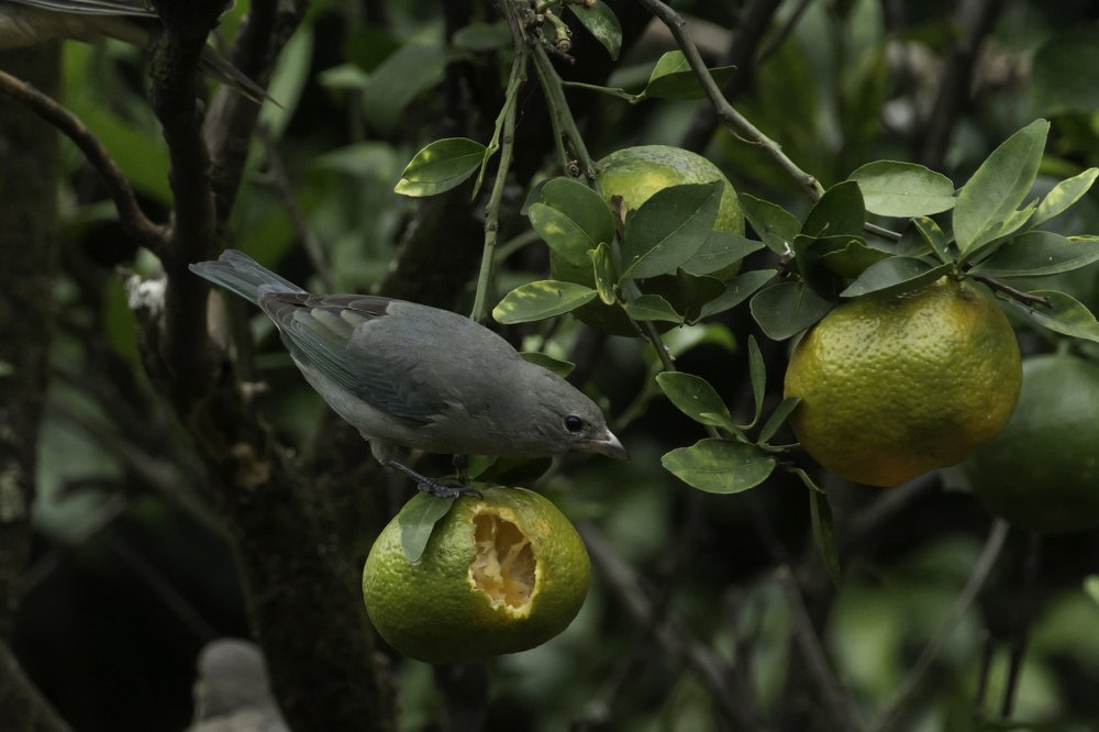 Photograph by Aparecido Donizete de Miranda