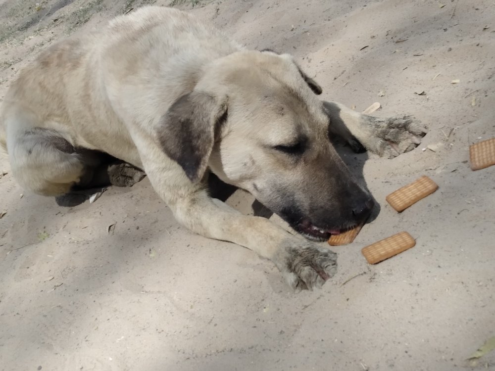 Photograph by Megha Goyal