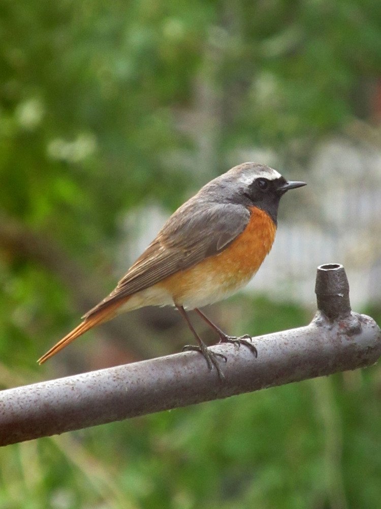 Горихвостка