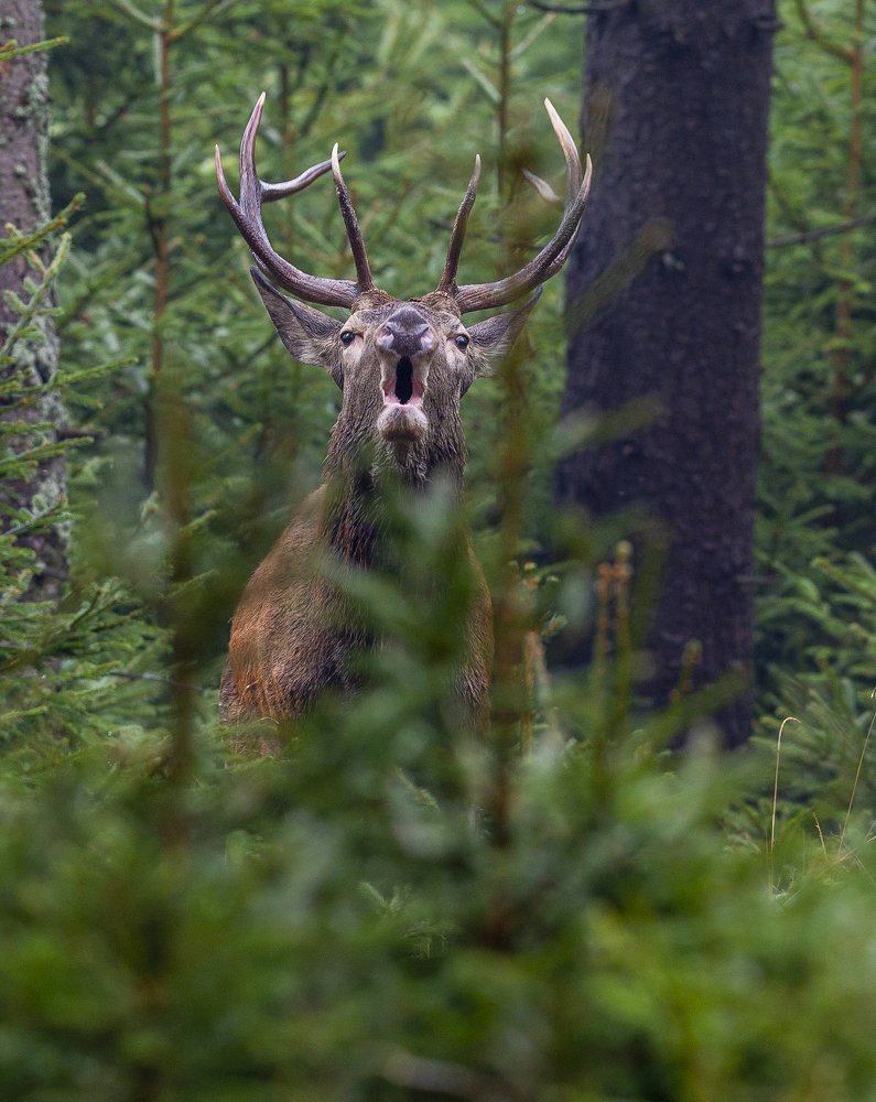 Cervus elaphus 30.9.2020