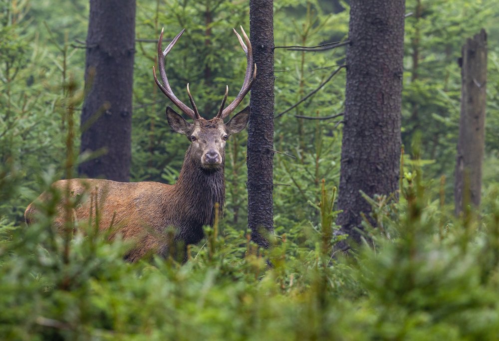 Cervus elaphus 30.9.2020