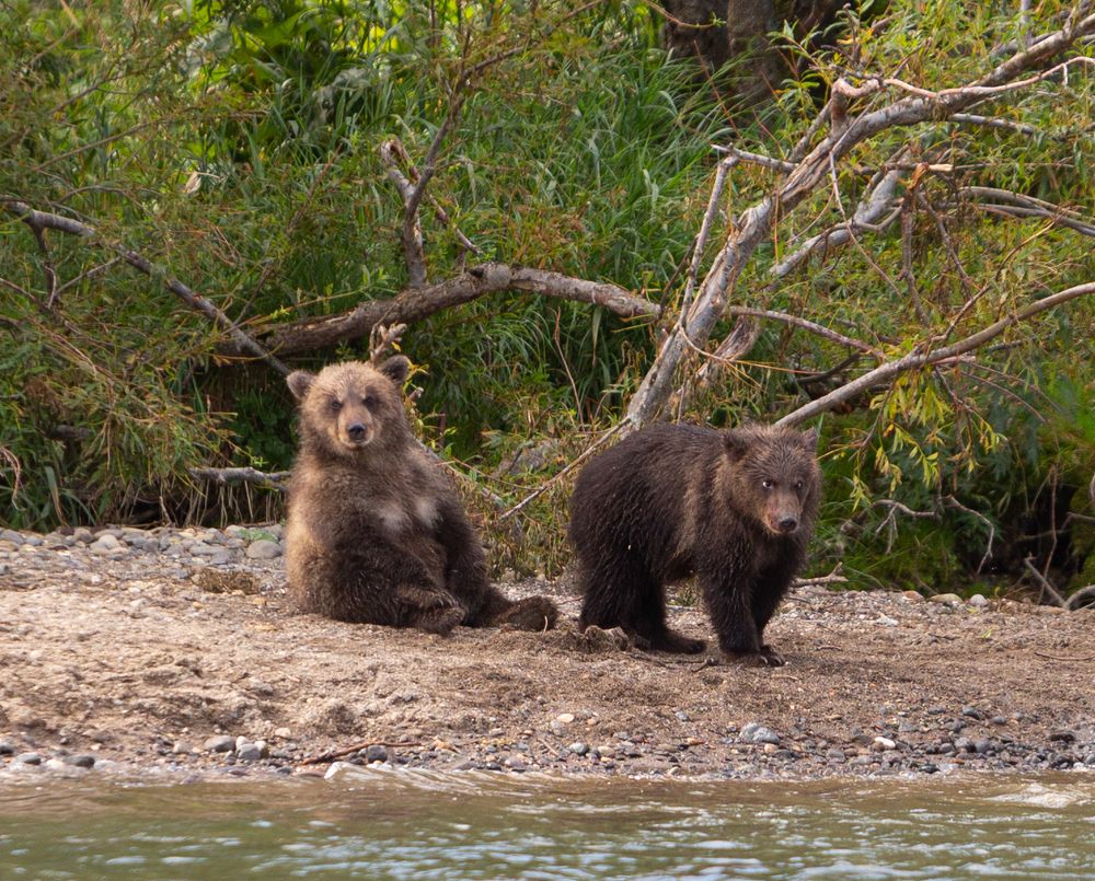 Медведи Курильского озера