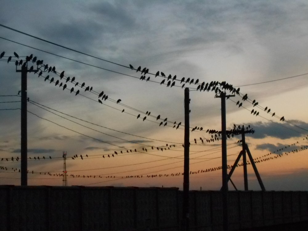 Photo #5020092