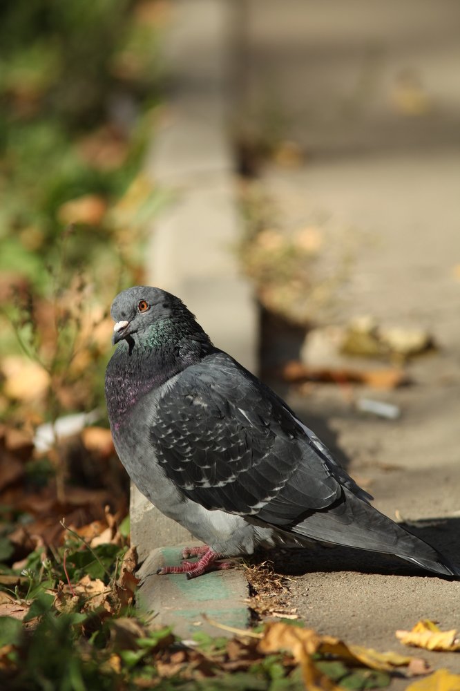 Photograph by Владимир Ясюкевич