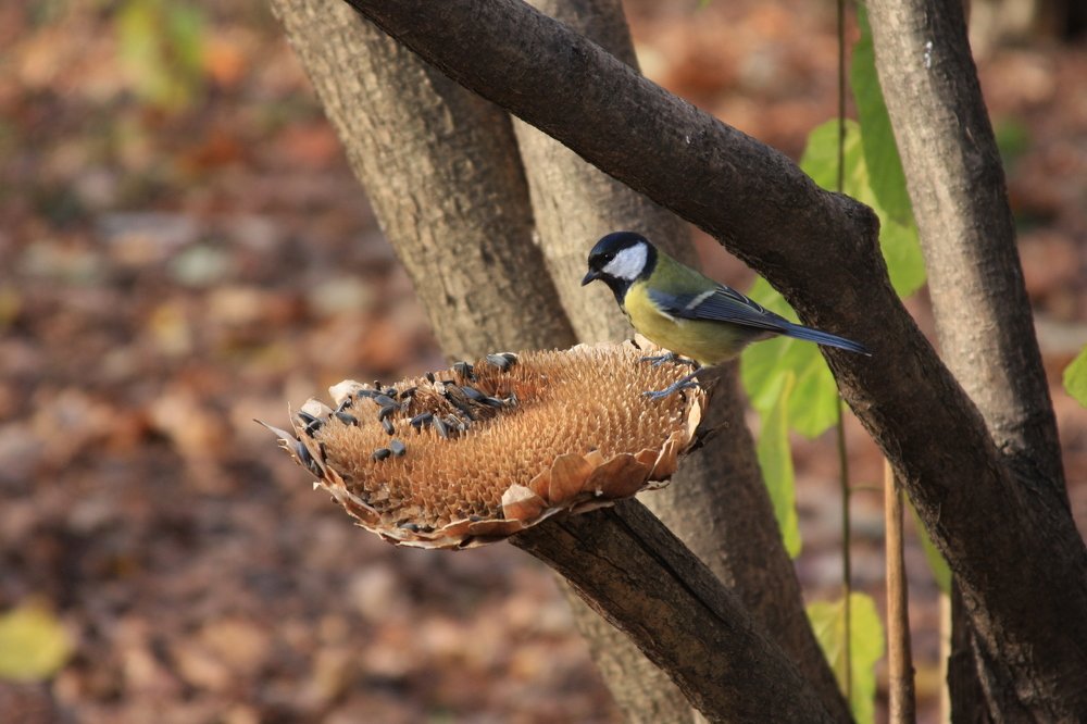 Photograph by Алексей Аедоницкий