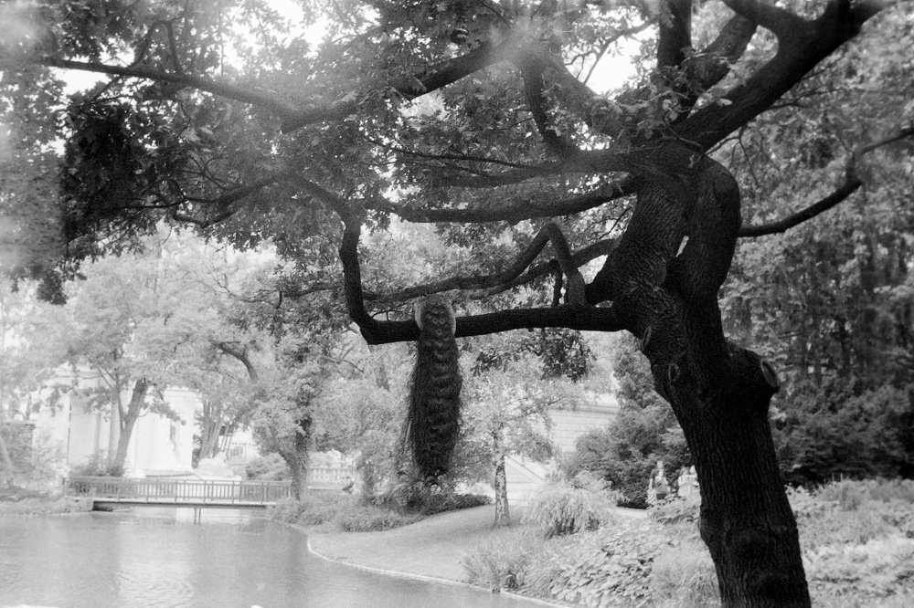 HUNTING FOR A PEACOCK