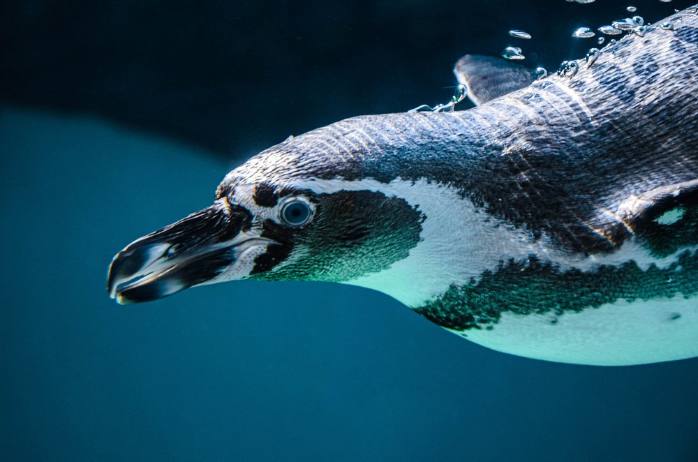 Photograph by Кирилл Савенко