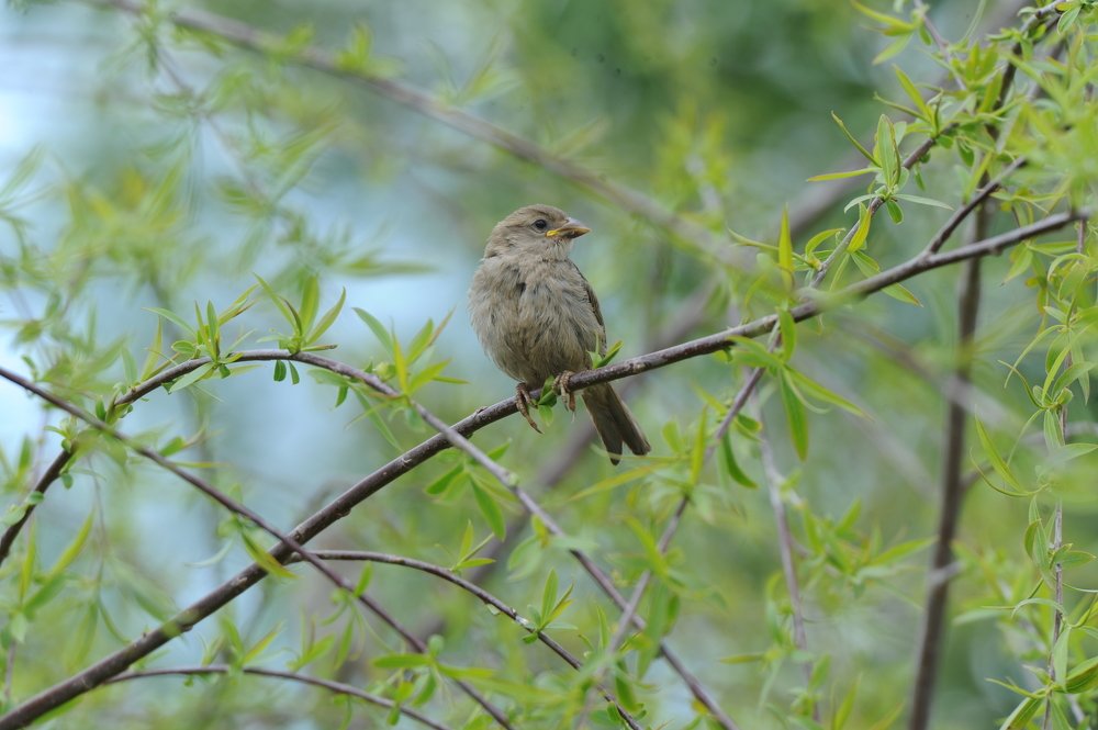 Photograph by Hashem Mohamed