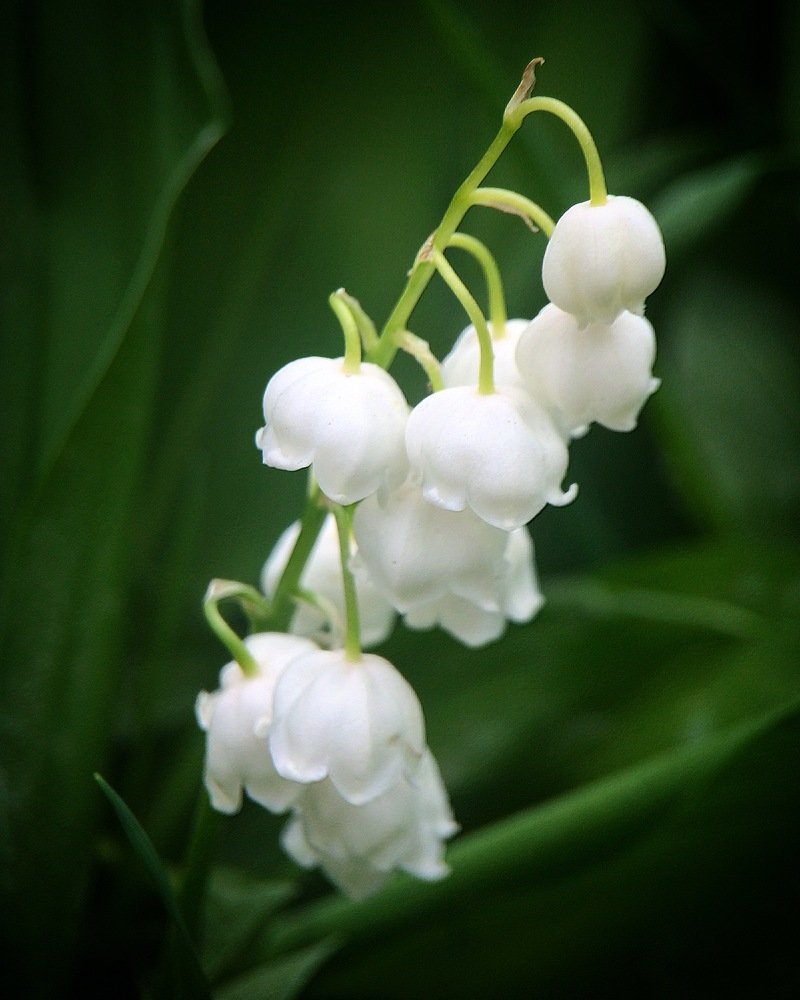 Волшебные цветы