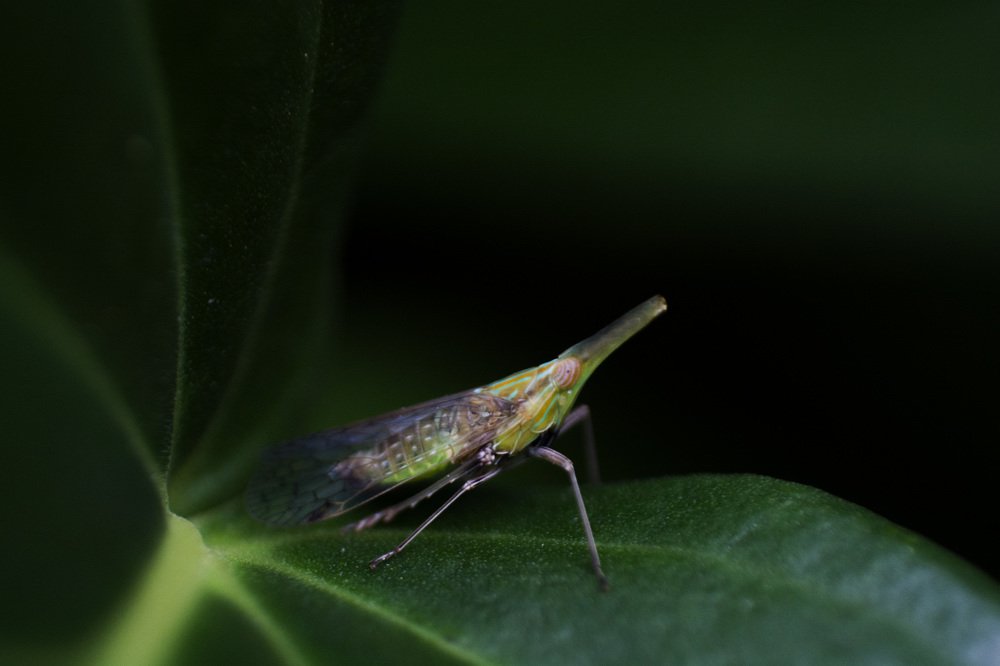 Photograph by Mahesh Pinnaduwage