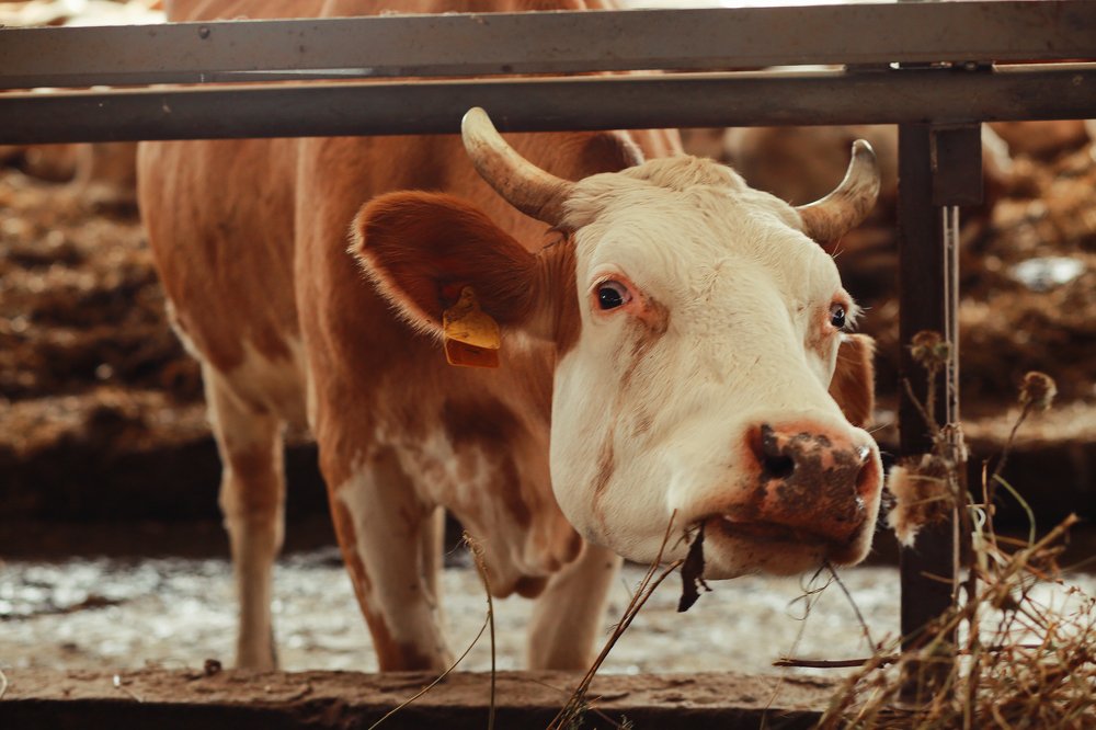 Photograph by Елена Полякова