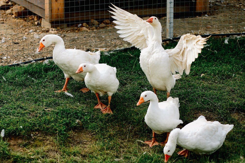 Photograph by Елена Полякова