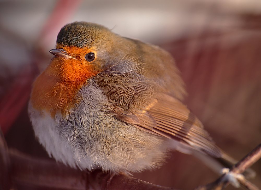 Скорее бы весна!