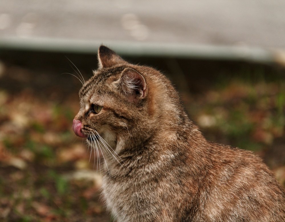 Photograph by Наталья Адалинская