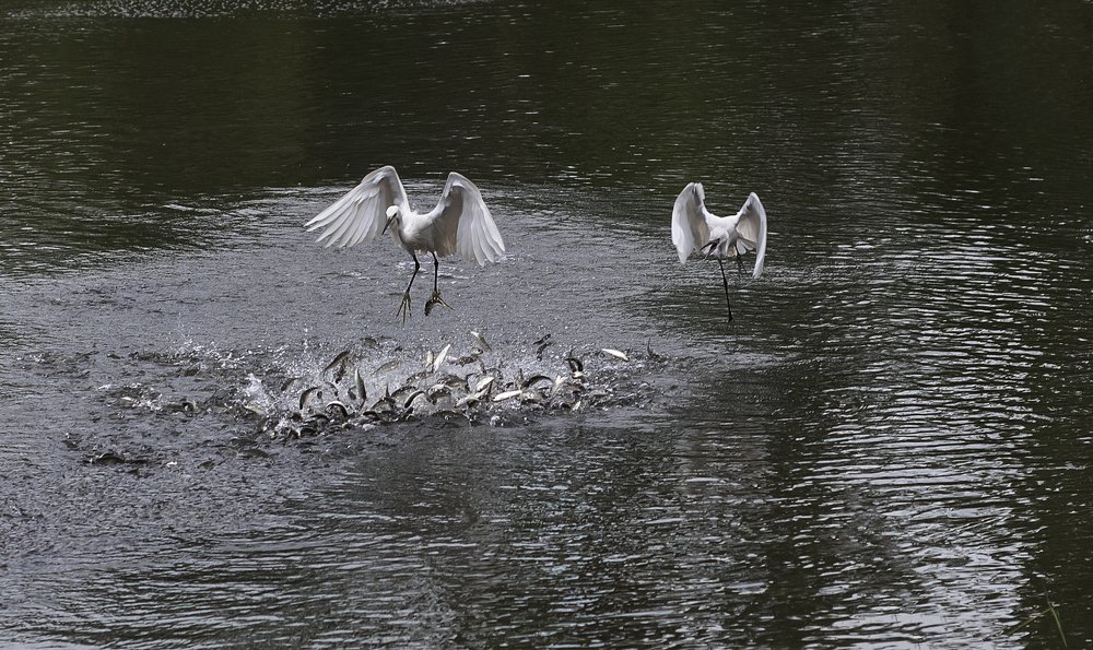 Photograph by Bistupada Mondal