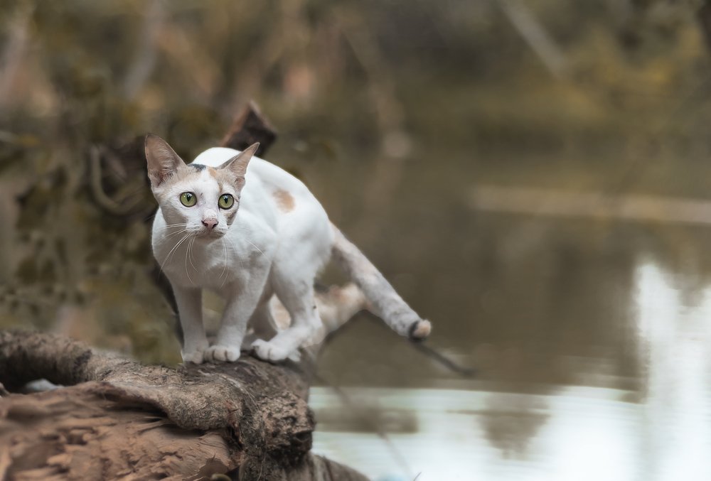 Photograph by Bistupada Mondal