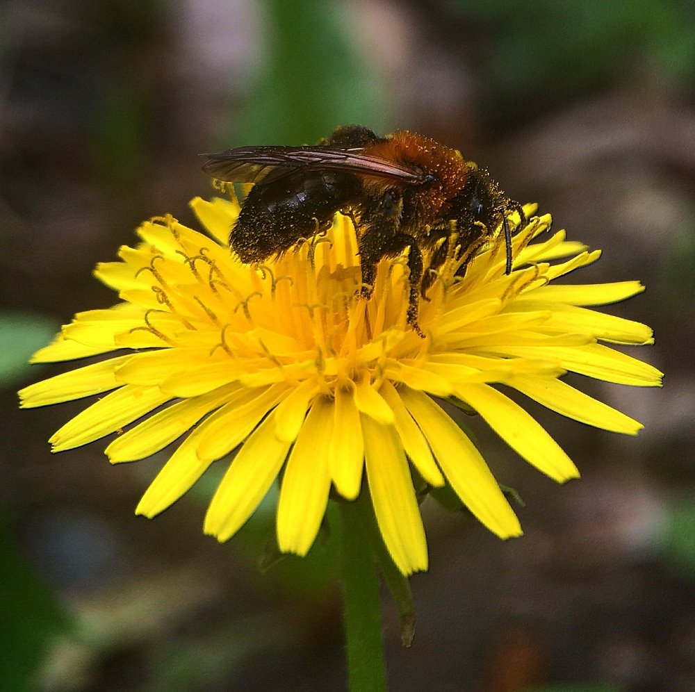 Солнечный цветок