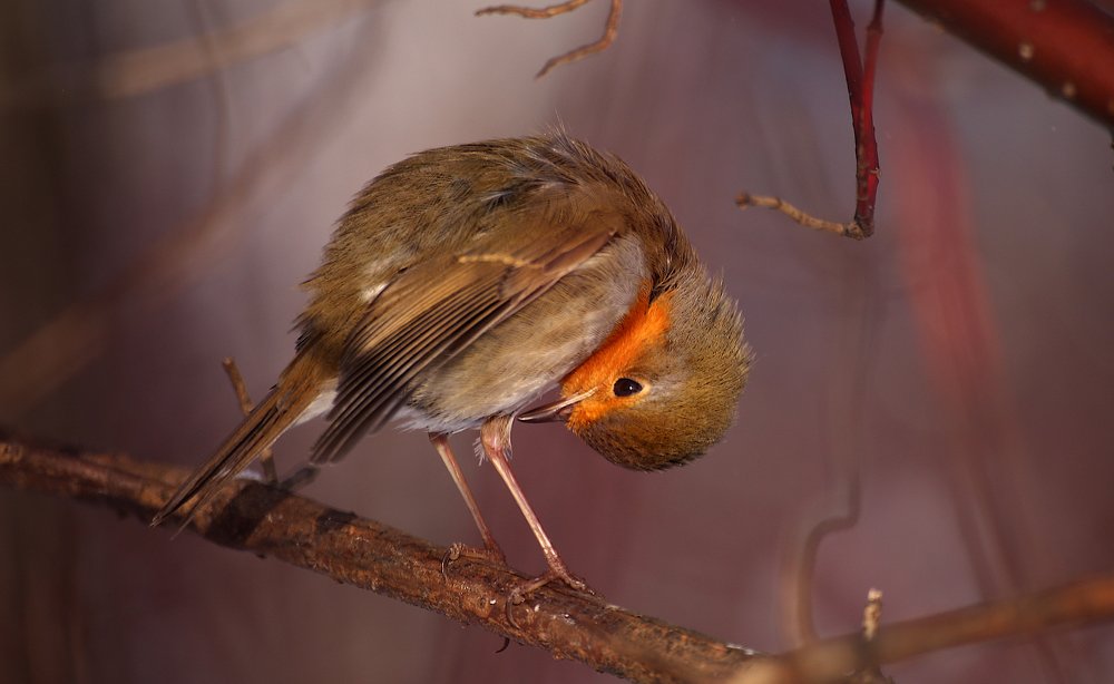 Утренний туалет.