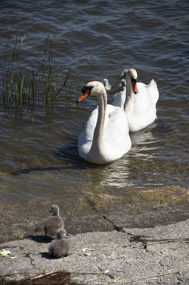 Photograph by Nadezda Sarap