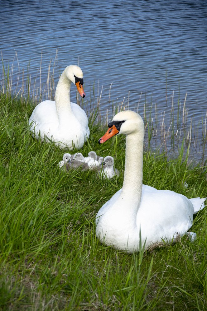 Photograph by Nadezda Sarap