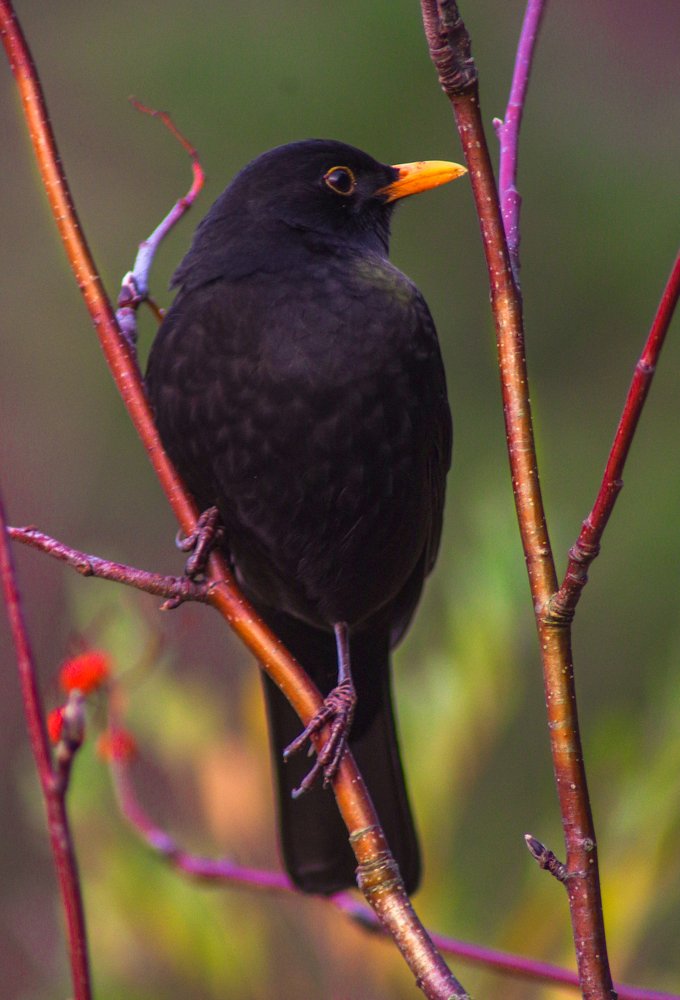 Photograph by Nadezda Sarap