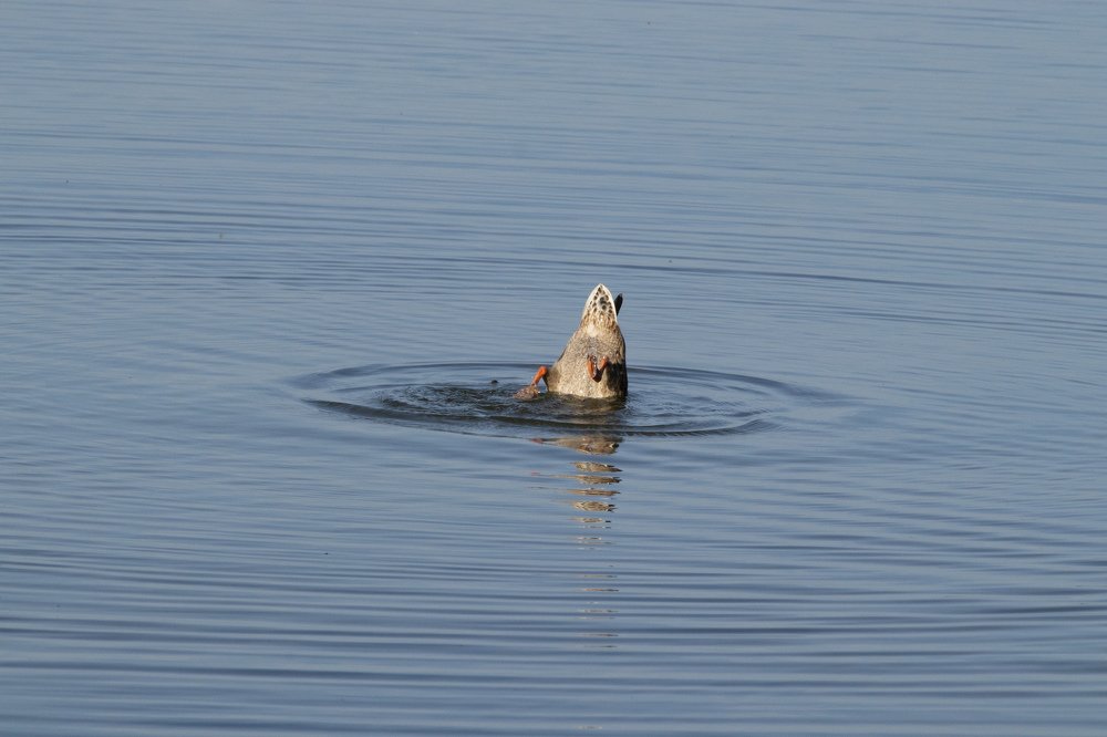 Фотография автора Алексей Гнедчик