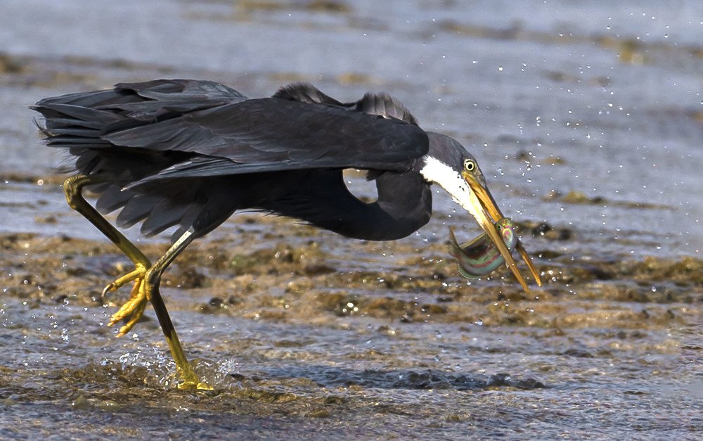 Photograph by Laila Bidah