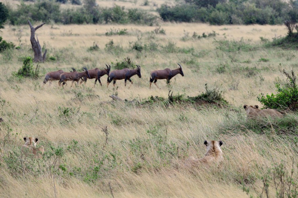 Фотография автора ONUR MUSTAFA
